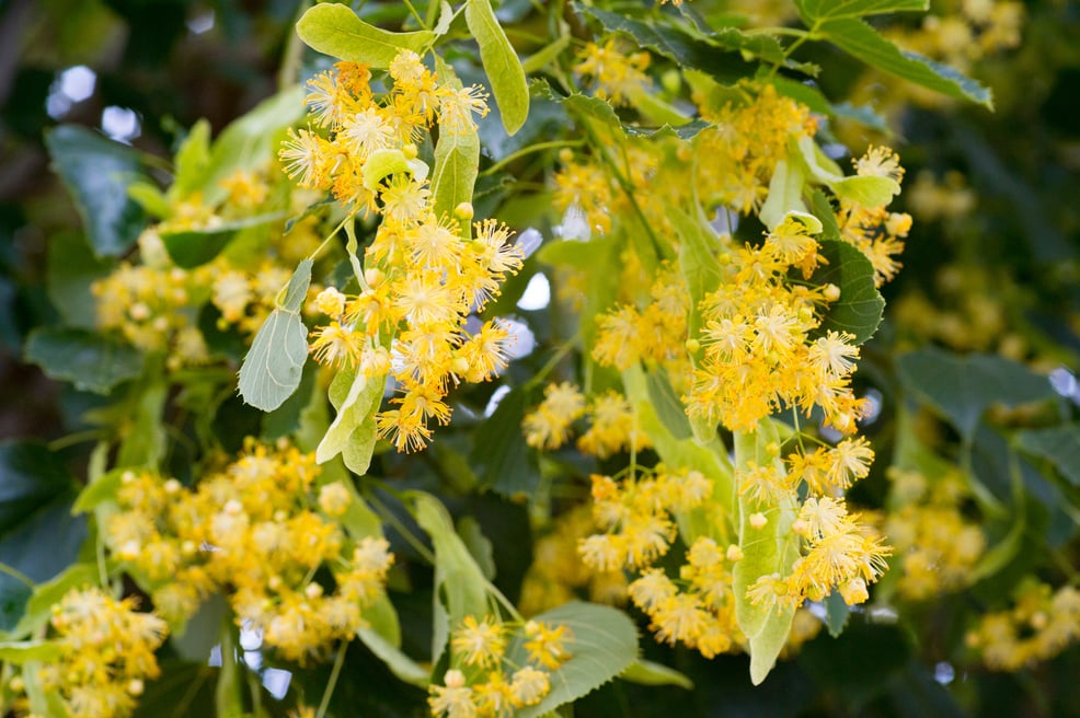 linden blooms in summer, blooming linden, flowers of linden honey