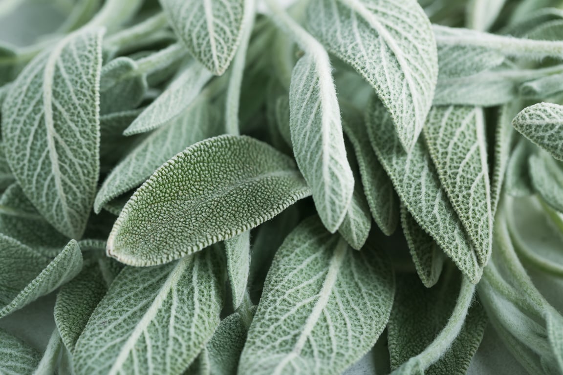 Clary Sage natural green leaves macro background